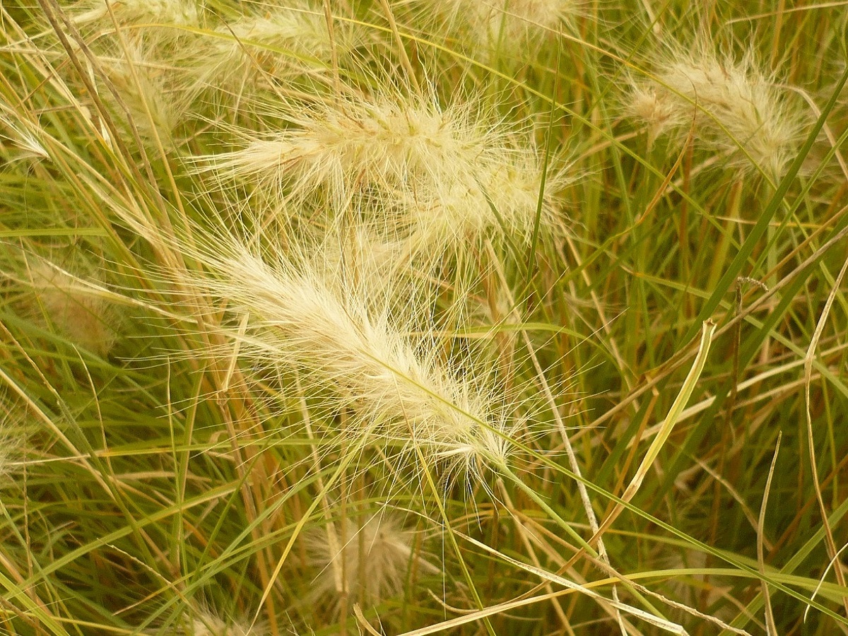 Cenchrus longisetus (Poaceae)